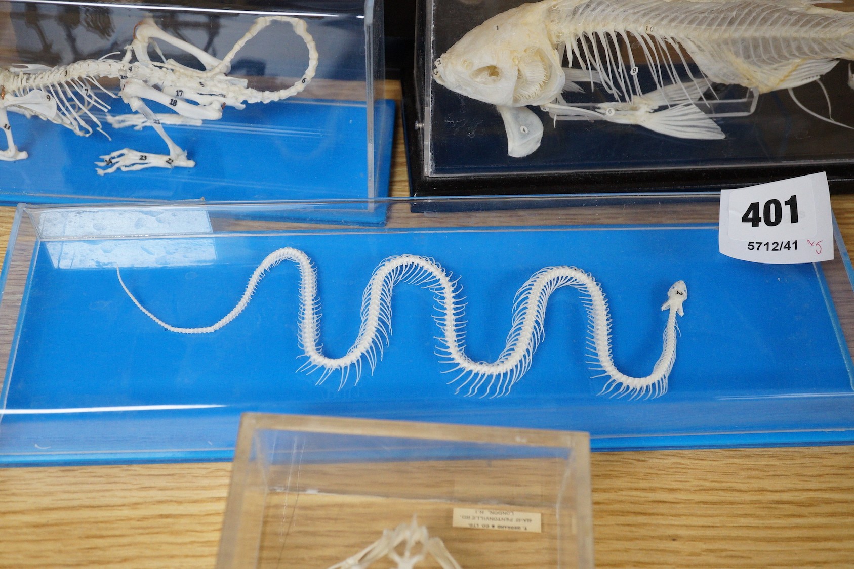 Animal anatomy - four skeleton specimens of a rat, fish, snake and frog in Perspex cases, the large is 30 cm long and a plastic model of a boxer dog skeleton and internal organs, 26.5 cm long